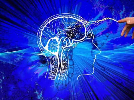 cerveau