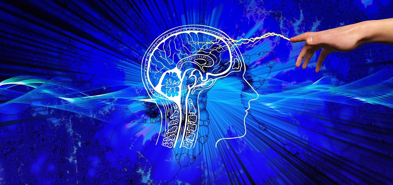 cerveau