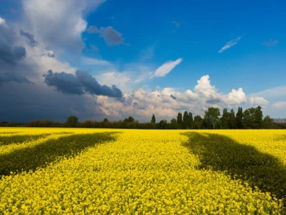 green field under white and blue clouds during daytime