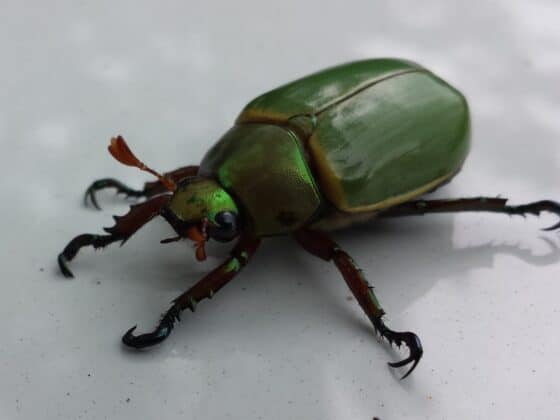 bug