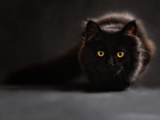 brown and black cat