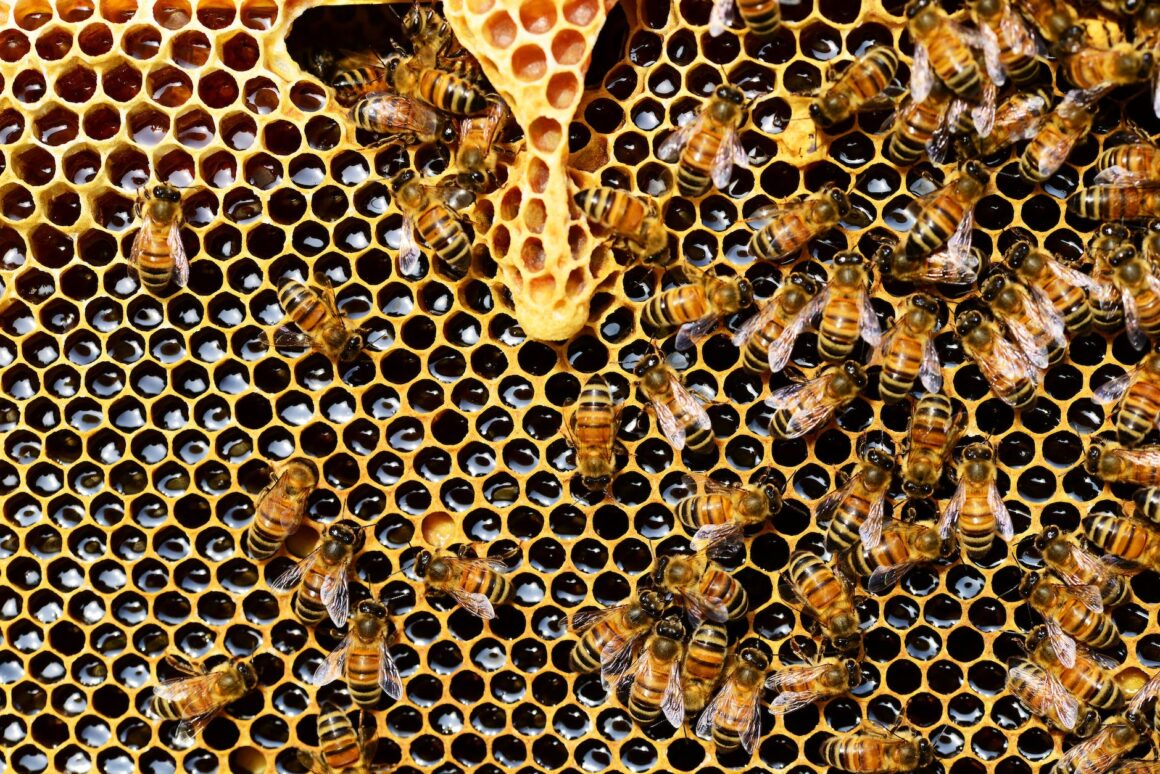 honeycomb close up detail honey bee