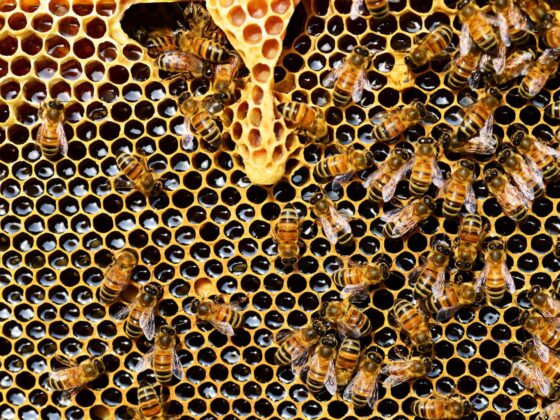 honeycomb close up detail honey bee