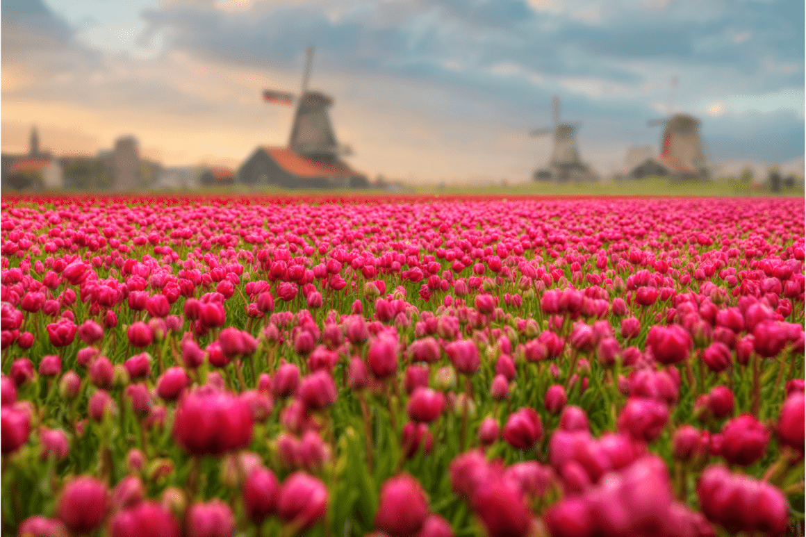 Paysage d'Hollande avec des tulipes rouges et des moulins en arrière-plan
