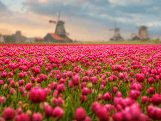 Paysage d'Hollande avec des tulipes rouges et des moulins en arrière-plan