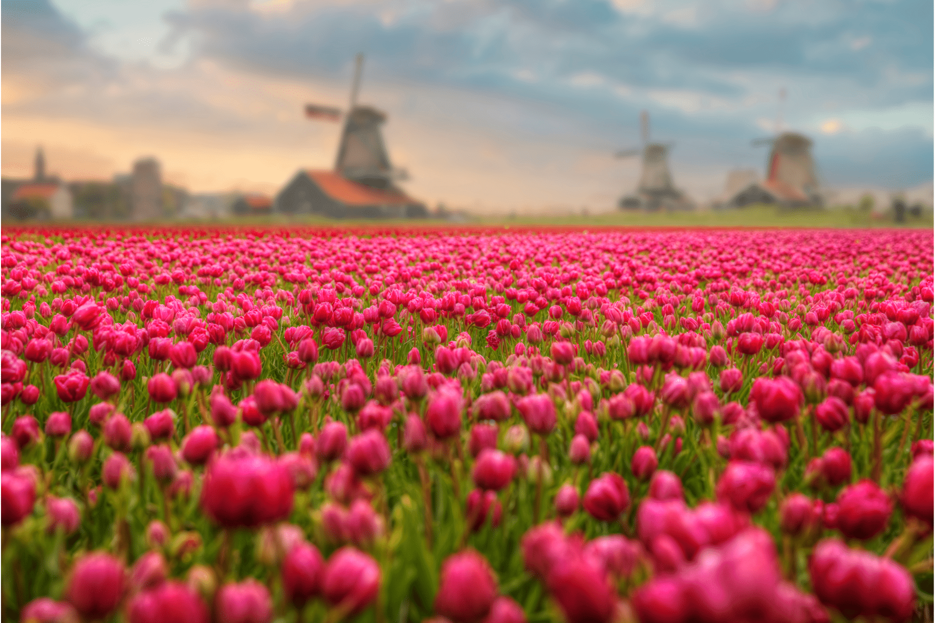 Paysage d'Hollande avec des tulipes rouges et des moulins en arrière-plan