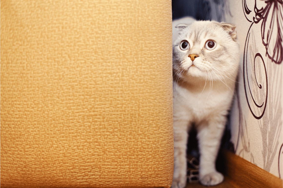 Un chat furtif