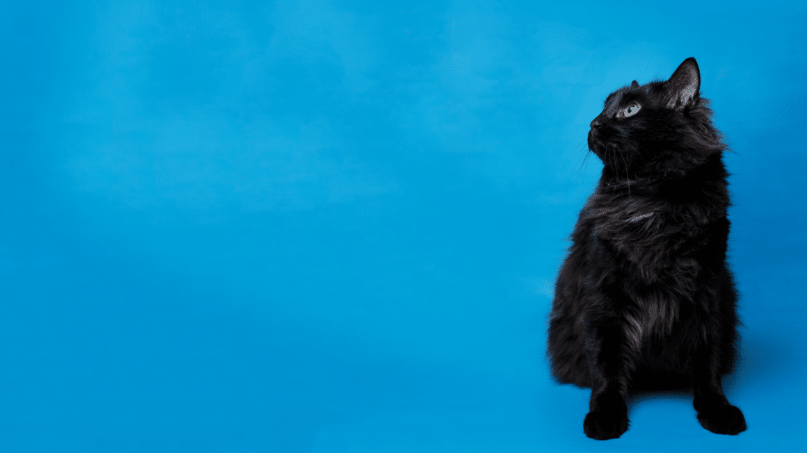 Un chat noir sur un fond bleu