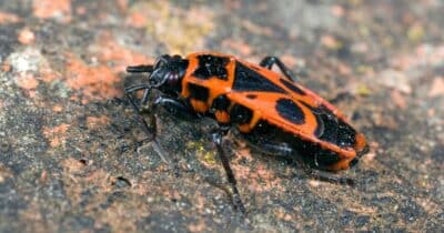 Les vulnérabilités critiques à suivre (26 août 2024) 27 Critical, Actively Exploited Jenkins RCE Bug Suffers Patch Lag