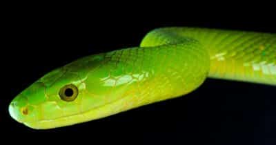 Mamba 2FA Cybercrime Kit Targets Microsoft 365 Users