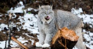 Le groupe de ransomware Lynx « industrialise » la cybercriminalité avec ses filiales
