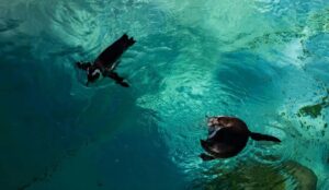 Deux décennies de données sur les visiteurs du zoo de Toronto volées lors d'une cyberattaque