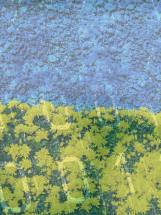 Image composée de deux bandes horizontales. Partie supérieure en fleurs bleues. Partie inférieure en fleurs jaunes. Agencement rappelant le drapeau ukrainien. Signature « dcod » en bas à droite. Aucun visage.