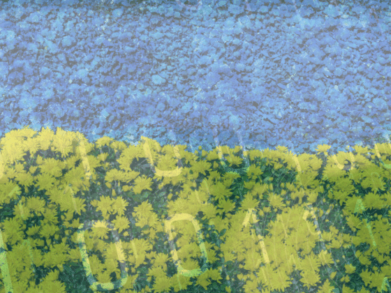 Image composée de deux bandes horizontales. Partie supérieure en fleurs bleues. Partie inférieure en fleurs jaunes. Agencement rappelant le drapeau ukrainien. Signature « dcod » en bas à droite. Aucun visage.