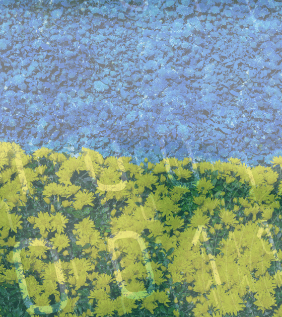 Image composée de deux bandes horizontales. Partie supérieure en fleurs bleues. Partie inférieure en fleurs jaunes. Agencement rappelant le drapeau ukrainien. Signature « dcod » en bas à droite. Aucun visage.